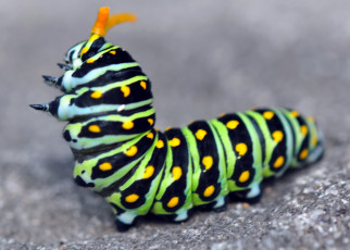Картинка животные гусеницы насекомое макро гусеница