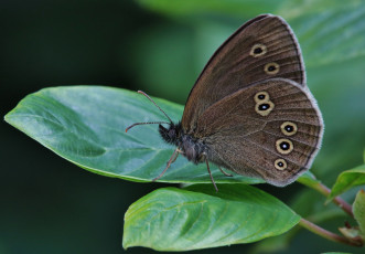 Картинка животные бабочки +мотыльки +моли крылья усики бабочка макро