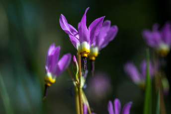 Картинка цветы сиреневые макро