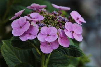 Картинка цветы гортензия розовые макро