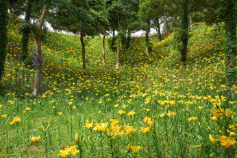 Картинка цветы лилии +лилейники лес деревья