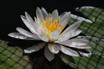 Картинка цветы лилии+водяные +нимфеи +кувшинки водяная лилия