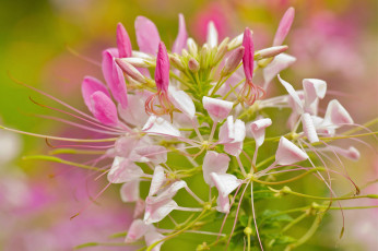 обоя цветы, макро, нежность, розовые