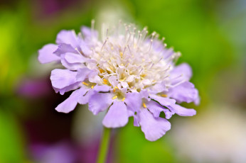 Картинка цветы сиреневые макро фон