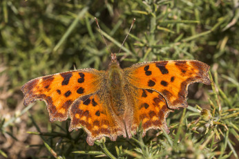 Картинка животные бабочки +мотыльки +моли бабочка