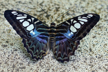 Картинка животные бабочки +мотыльки +моли бабочка