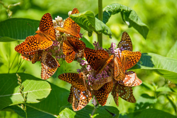 Картинка животные бабочки +мотыльки +моли бабочка