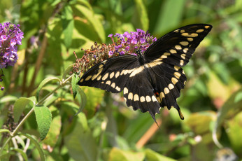 Картинка животные бабочки +мотыльки +моли бабочка