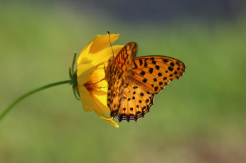 Картинка животные бабочки +мотыльки +моли бабочка