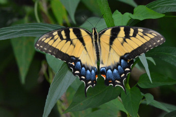 Картинка животные бабочки +мотыльки +моли бабочка