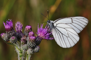 Картинка животные бабочки +мотыльки +моли утро фон макро насекомое цветы бабочка