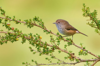 Картинка brown+thornbill животные птицы птичка