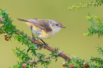 Картинка buff-rumped+thornbill животные птицы птичка