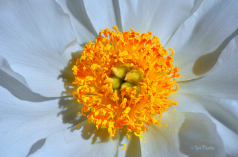 Картинка цветы пионы пион лепестки макро цветок