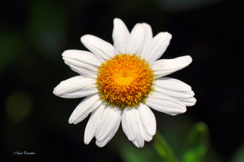 Картинка цветы ромашки ромашка цветок макро тёмный фон