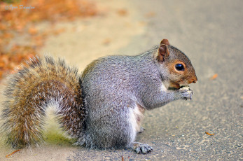 Картинка животные белки хвост белка