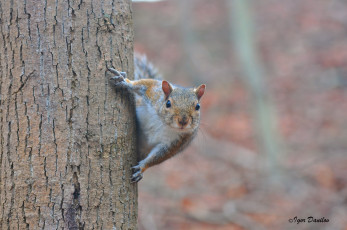 Картинка животные белки взгляд белка зверёк дерево