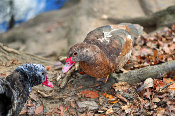 Картинка животные утки птицы