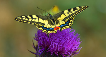 Картинка животные бабочки +мотыльки +моли бабочка