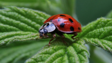 Картинка животные божьи+коровки макро божья коровка листья трава