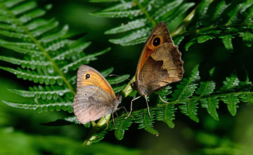 Картинка животные бабочки +мотыльки +моли бабочка