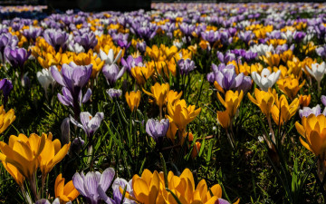 Картинка цветы крокусы природа лето