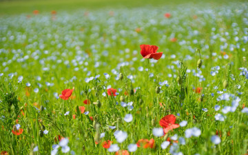 Картинка цветы луговые+ полевые +цветы лето маки поле