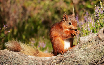 Картинка животные белки белка рыжая бревно