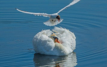 Картинка животные разные+вместе лебедь чайка птицы вода