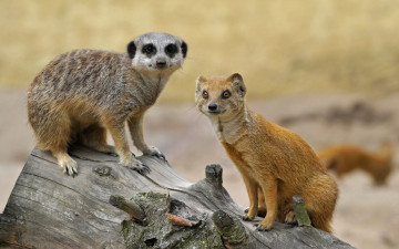 Картинка животные разные+вместе мангуст друзья бревно сурикат