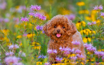 Картинка животные собаки пудель собака щенок цветы