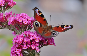 Картинка животные бабочки +мотыльки +моли бабочка цветы насекомое утро фон макро