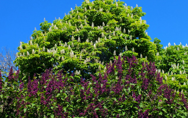 Обои картинки фото цветы, разные вместе, сирень, каштан