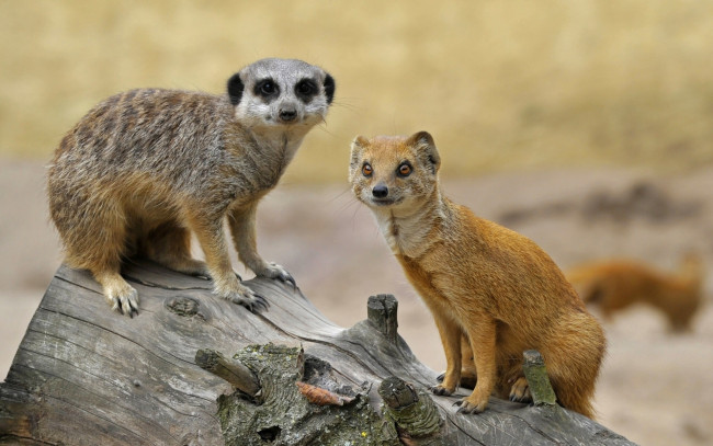 Обои картинки фото животные, разные вместе, мангуст, друзья, бревно, сурикат