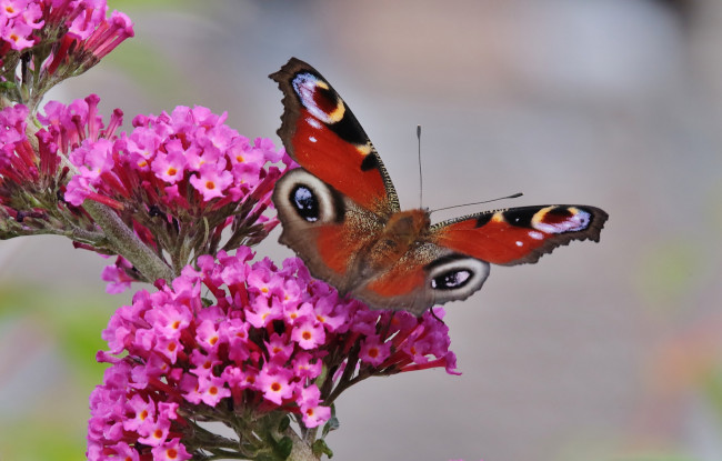 Обои картинки фото животные, бабочки,  мотыльки,  моли, бабочка, цветы, насекомое, утро, фон, макро