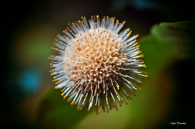 Обои картинки фото цветы, макро, шар, цветок