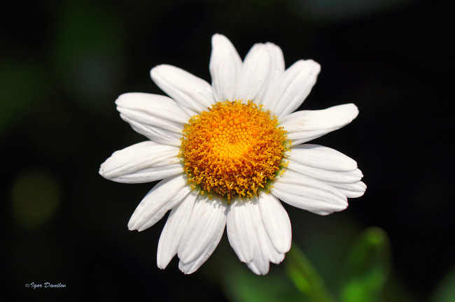 Обои картинки фото цветы, ромашки, ромашка, цветок, макро, тёмный, фон