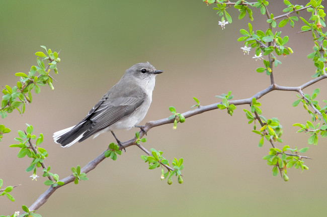 Обои картинки фото jacky winter, животные, птицы, птичка