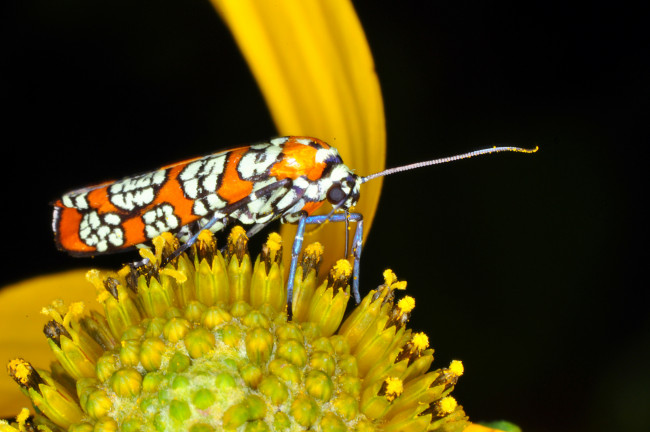 Обои картинки фото животные, бабочки,  мотыльки,  моли, моль, цветок, макро, тёмный, фон
