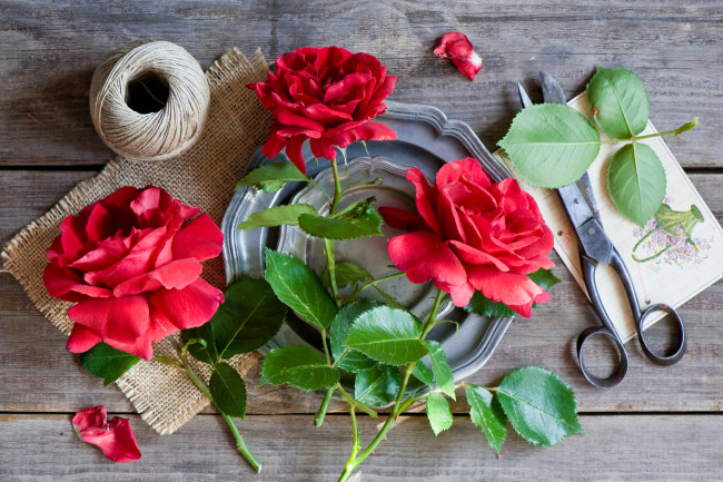 Обои картинки фото цветы, розы, трио, красные