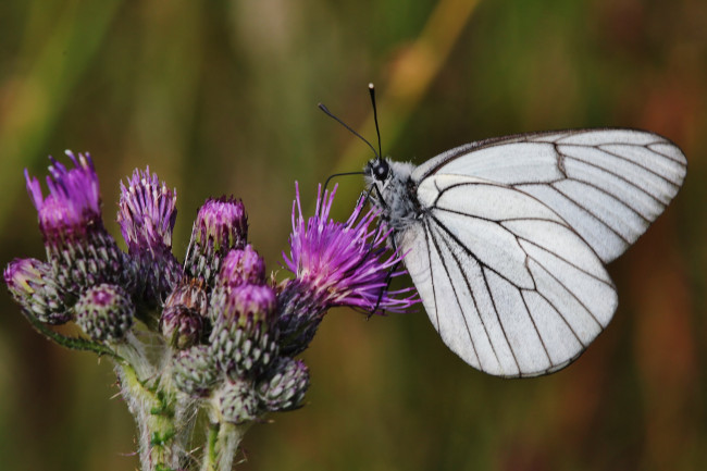 Обои картинки фото животные, бабочки,  мотыльки,  моли, утро, фон, макро, насекомое, цветы, бабочка