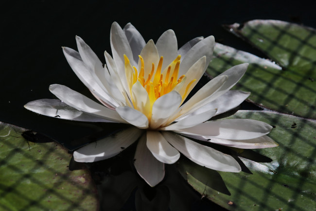 Обои картинки фото цветы, лилии водяные,  нимфеи,  кувшинки, водяная, лилия