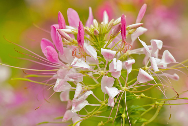 Обои картинки фото цветы, макро, нежность, розовые