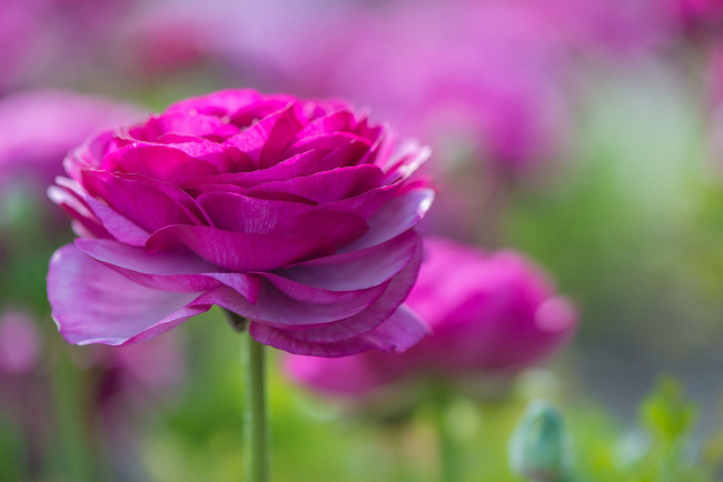 Обои картинки фото цветы, ранункулюс , азиатский лютик, розовый