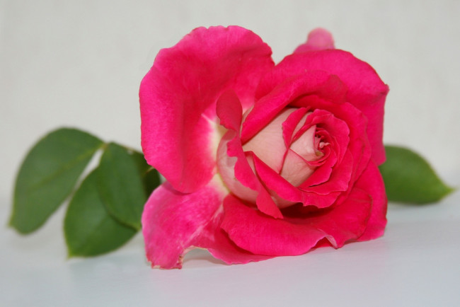 Обои картинки фото цветы, розы, бутон