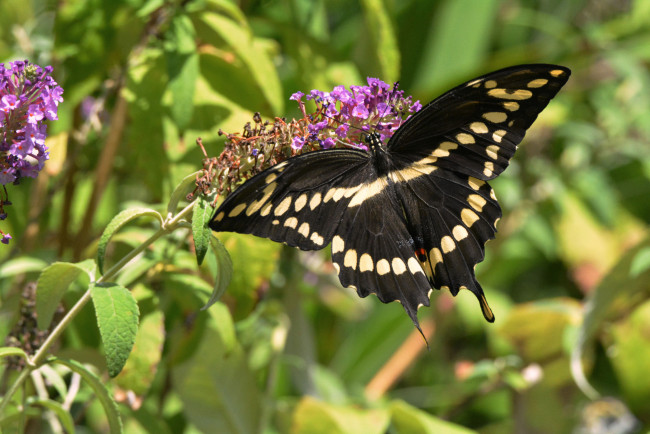 Обои картинки фото животные, бабочки,  мотыльки,  моли, бабочка
