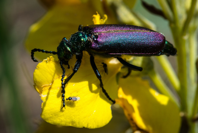 Обои картинки фото животные, насекомые, цветок, жук, макро