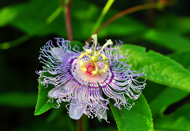 Обои картинки фото цветы, пассифлора, макро, цветок