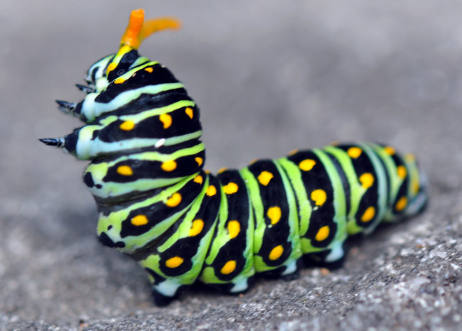 Обои картинки фото животные, гусеницы, насекомое, макро, гусеница