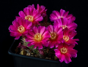 Картинка цветы кактусы цветок